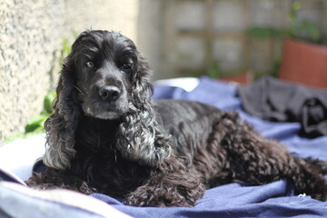 Cocker spaniel