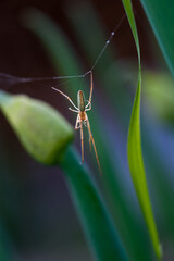 spider close up