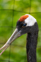 Żuraw mandżurski w zoo © Wojciech