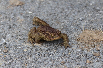 frog on a rock