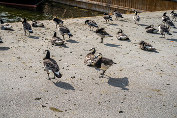Low angle closeup view of many canada goose seabirds in the central parts of Stockholm. Excrements on sidewalks. © Pebo