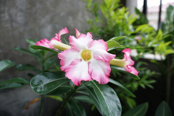 an adenium obesum plant in the yard of the house in the morning