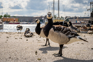 Low angle closeup view of many canada goose seabirds in the central parts of Stockholm. Excrements on sidewalks.