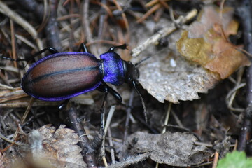 bug on a leaf