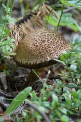 mushroom in the forest
