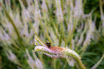 Selective focus of a bumblebee sitting on flower eating nectar.