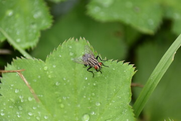 fly
