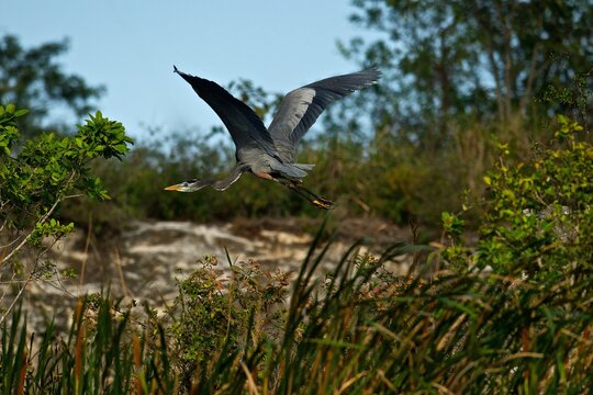 Garzón Gris (Ardea herodias) en pleno vuelo en ecosistema de manglares de la Península de Yucatán, México.