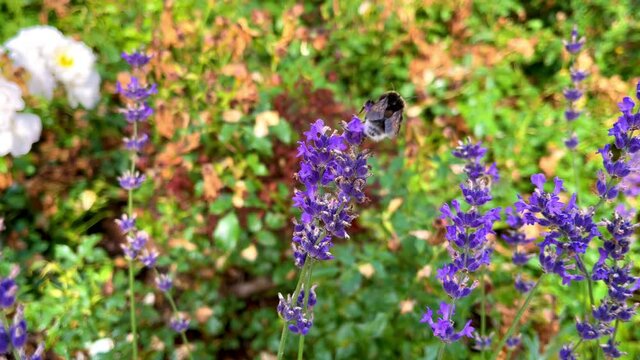 Lavendel 1