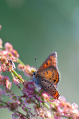 Butterfly close up