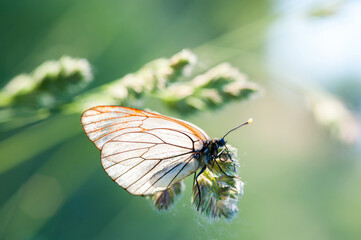 Butterfly close up