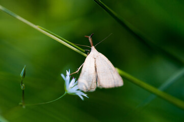 Butterfly close up