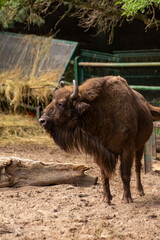 Żubr europejski w ogrodzie zoologicznym