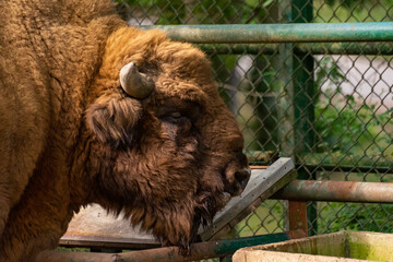 Żubr europejski w zoo © Wojciech