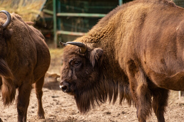 Żubr w zoo © Wojciech