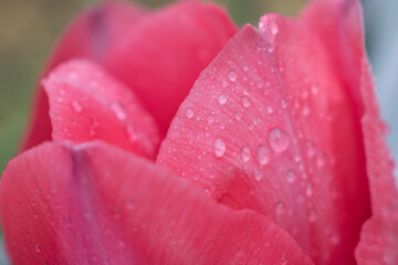 close up of pink tulip