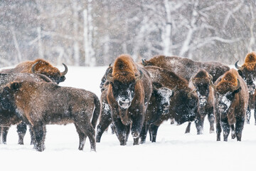 Wild bisons in winter. Group of young bisons on snowy field.