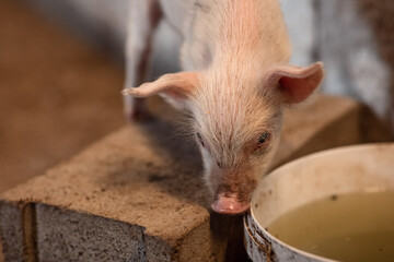 a small, unhealthy piglet, a domestic pig on a farm. Meat industry. The concept of farm life and animal husbandry, close-up