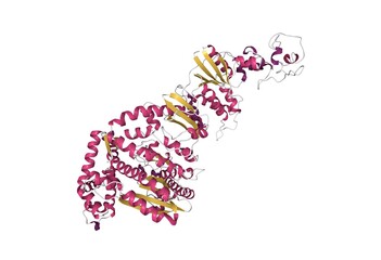 Structure of Taq DNA polymenrase, 3D cartoon model, secondary structure color scheme, based on PDB 1taq, white background