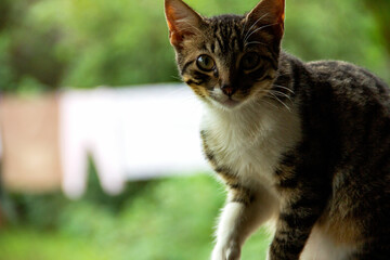 Obraz premium mirada de gata