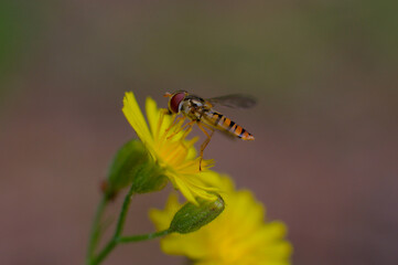 Macro close-up of bee-like hover fly sitting on the yellow flower.