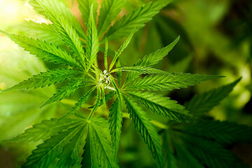Young cannabis plant.  Hemp leaves at the beginning of flowering.