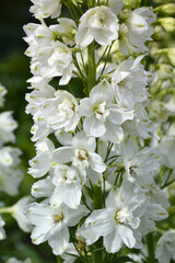 delphinium close-up in the garden
