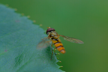 Macro close-up of bee-like hover fly sitting on the edge of green leaf.

