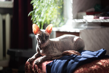 Sphinx Cat