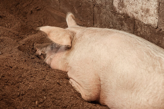 A boar, a domestic pig on a farm. Meat industry. The concept of farm life and animal husbandry, close-up