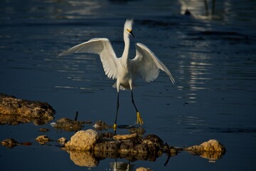 Garza nívea (Egreta thula) en ecosistema de la Península de Yucatán, México.