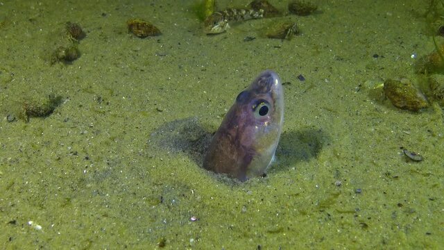 Fish of the Black Sea, Roche's snake blenny (Ophidion rochei) .Actinopterygii.