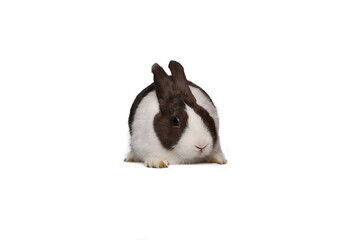 Beautiful little rabbit in front of a white background