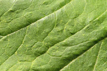 background texture green leaf structure macro photography