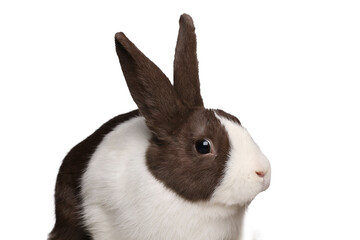 Fototapeta premium Beautiful little rabbit in front of a white background