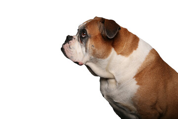Portrait of beautiful animals in front of a white background