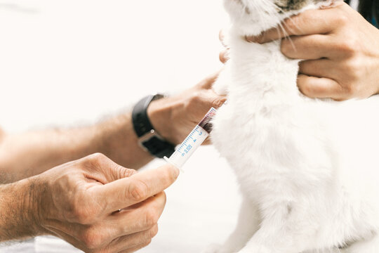 Veterinarian doing blood test of cat