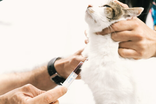 Veterinarian doing blood test of cat