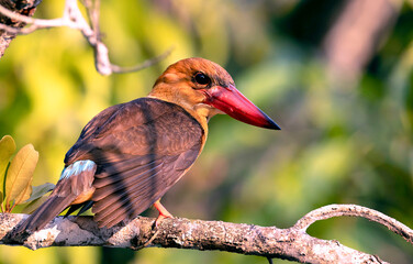 The brown-winged kingfisher is a species of bird in the subfamily Halcyoninae. It is found along the north and eastern coasts of the Bay of Bengal, occurring in the countries of Bangladesh, India, Mal