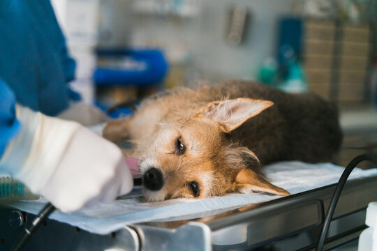 Dog getting surgery in veterinary clinic