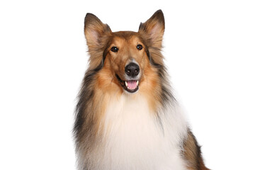 Portrait of beautiful animals in front of a white background