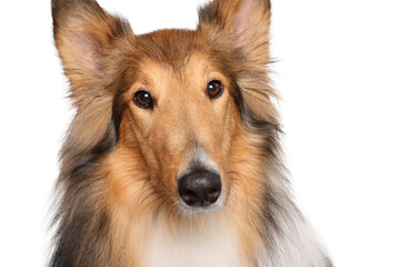 Portrait of beautiful animals in front of a white background