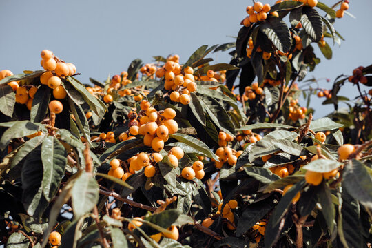 Loquat tree with ripe fruits against blue sky