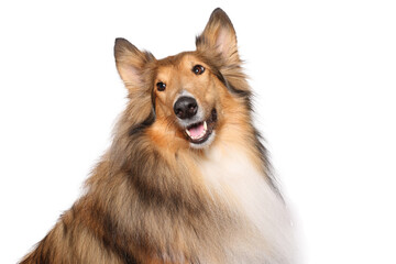 Portrait of beautiful animals in front of a white background