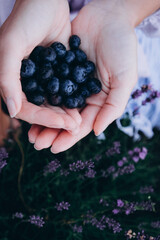 blueberries in the hands of a woman on a lavender background