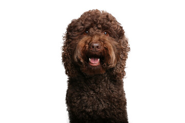Portrait of beautiful animals in front of a white background