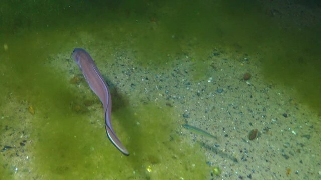 Fish of the Black Sea, Roche's snake blenny (Ophidion rochei) .Actinopterygii.
