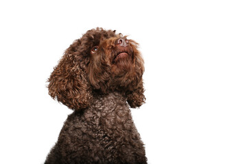 Portrait of beautiful animals in front of a white background