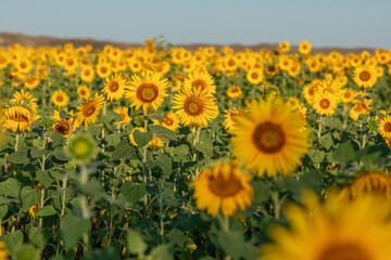 Natural background, a field of flowering sunflower, on a clear sunny day, selective focus. the concept of harvesting