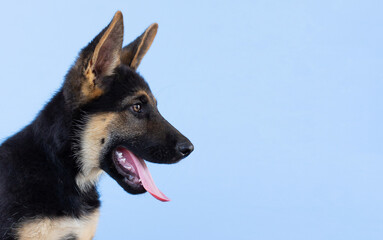Dog german shepherd puppy light blue isolated background.